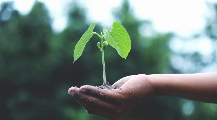 photo of a seedling